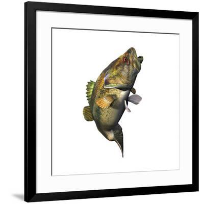 'Largemouth Bass' Art Print | Art.com