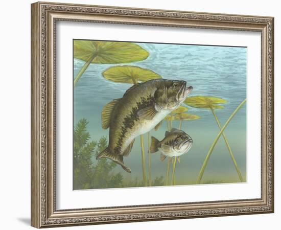 Largemouth Bass-null-Framed Giclee Print