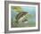 Largemouth Bass-null-Framed Giclee Print