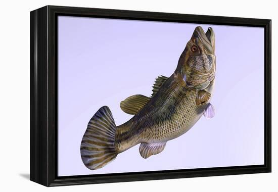 Largemouth Bass-null-Framed Stretched Canvas