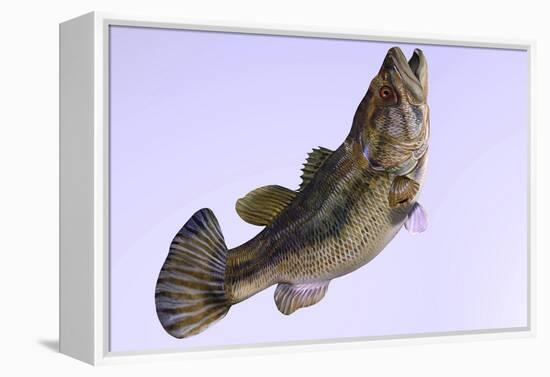 Largemouth Bass-null-Framed Stretched Canvas