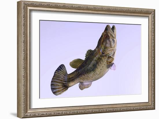 Largemouth Bass-null-Framed Art Print