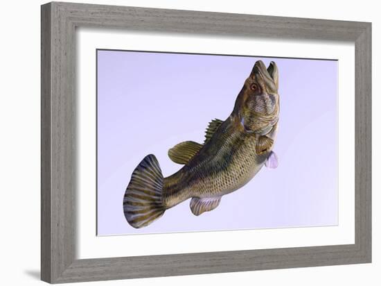Largemouth Bass-null-Framed Art Print