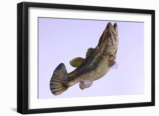 Largemouth Bass-null-Framed Art Print