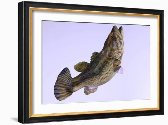 Largemouth Bass-null-Framed Art Print