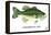 Largemouth Bass-Mark Frost-Framed Premier Image Canvas