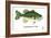 Largemouth Bass-Mark Frost-Framed Giclee Print