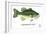 Largemouth Bass-Mark Frost-Framed Giclee Print