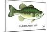 Largemouth Bass-Mark Frost-Mounted Giclee Print