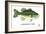 Largemouth Bass-Mark Frost-Framed Giclee Print