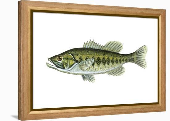 Largemouth Black Bass (Micropterus Salmoides), Fishes-Encyclopaedia Britannica-Framed Stretched Canvas