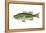 Largemouth Black Bass (Micropterus Salmoides), Fishes-Encyclopaedia Britannica-Framed Stretched Canvas