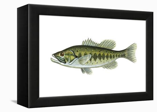 Largemouth Black Bass (Micropterus Salmoides), Fishes-Encyclopaedia Britannica-Framed Stretched Canvas