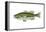 Largemouth Black Bass (Micropterus Salmoides), Fishes-Encyclopaedia Britannica-Framed Stretched Canvas