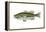 Largemouth Black Bass (Micropterus Salmoides), Fishes-Encyclopaedia Britannica-Framed Stretched Canvas