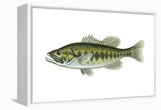 Largemouth Black Bass (Micropterus Salmoides), Fishes-Encyclopaedia Britannica-Framed Stretched Canvas