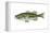 Largemouth Black Bass (Micropterus Salmoides), Fishes-Encyclopaedia Britannica-Framed Stretched Canvas