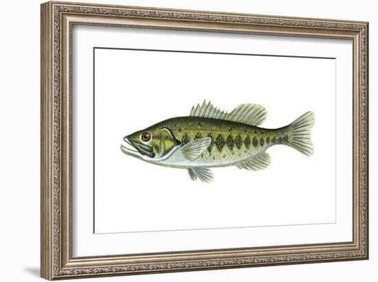 Largemouth Black Bass (Micropterus Salmoides), Fishes-Encyclopaedia Britannica-Framed Art Print