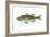 Largemouth Black Bass (Micropterus Salmoides), Fishes-Encyclopaedia Britannica-Framed Art Print