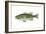 Largemouth Black Bass (Micropterus Salmoides), Fishes-Encyclopaedia Britannica-Framed Art Print