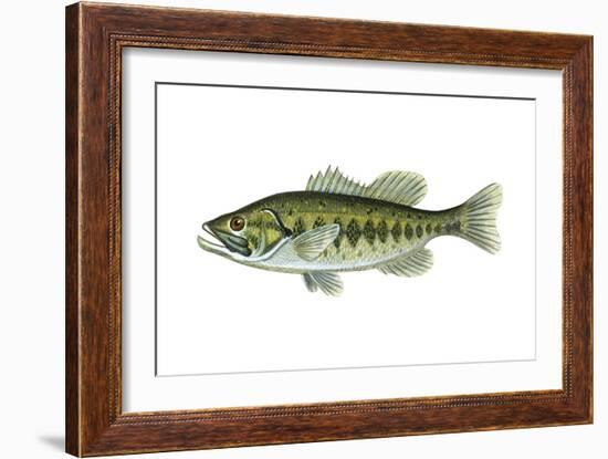 Largemouth Black Bass (Micropterus Salmoides), Fishes-Encyclopaedia Britannica-Framed Art Print