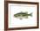 Largemouth Black Bass (Micropterus Salmoides), Fishes-Encyclopaedia Britannica-Framed Art Print