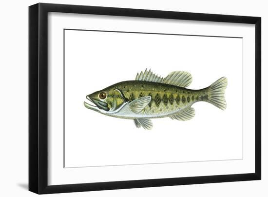 Largemouth Black Bass (Micropterus Salmoides), Fishes-Encyclopaedia Britannica-Framed Art Print