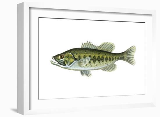 Largemouth Black Bass (Micropterus Salmoides), Fishes-Encyclopaedia Britannica-Framed Art Print