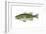 Largemouth Black Bass (Micropterus Salmoides), Fishes-Encyclopaedia Britannica-Framed Art Print