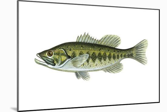 Largemouth Black Bass (Micropterus Salmoides), Fishes-Encyclopaedia Britannica-Mounted Art Print