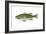 Largemouth Black Bass (Micropterus Salmoides), Fishes-Encyclopaedia Britannica-Framed Art Print