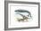 Largest Animals Size Comparison-Jose Antonio-Framed Photographic Print