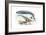 Largest Animals Size Comparison-Jose Antonio-Framed Photographic Print