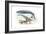 Largest Animals Size Comparison-Jose Antonio-Framed Photographic Print