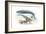 Largest Animals Size Comparison-Jose Antonio-Framed Photographic Print