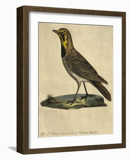 Lark with a Black Collar-Paul Louis Oudart-Framed Giclee Print