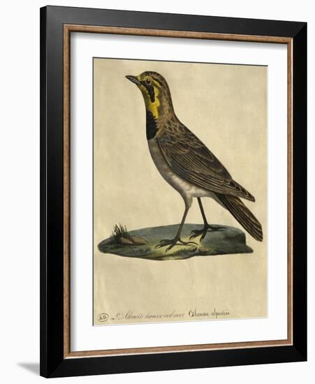 Lark with a Black Collar-Paul Louis Oudart-Framed Giclee Print