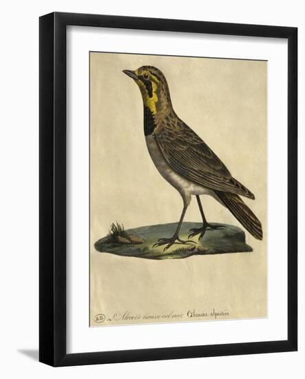 Lark with a Black Collar-Paul Louis Oudart-Framed Giclee Print