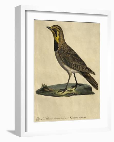 Lark with a Black Collar-Paul Louis Oudart-Framed Giclee Print