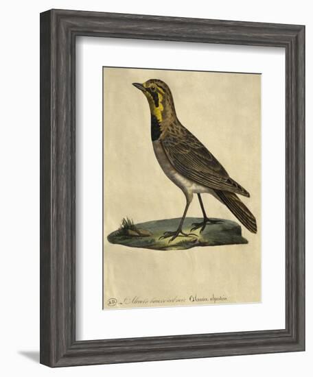 Lark with a Black Collar-Paul Louis Oudart-Framed Giclee Print