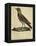 Lark with a Black Collar-Paul Louis Oudart-Framed Premier Image Canvas