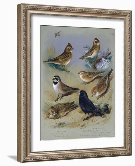 Larks-Archibald Thorburn-Framed Giclee Print