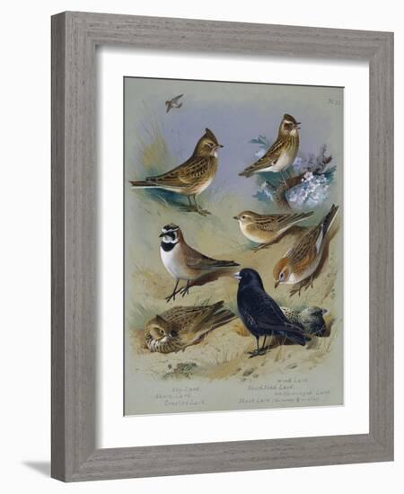 Larks-Archibald Thorburn-Framed Giclee Print