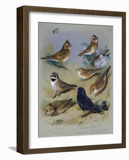 Larks-Archibald Thorburn-Framed Giclee Print