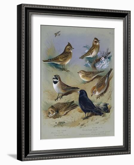 Larks-Archibald Thorburn-Framed Giclee Print