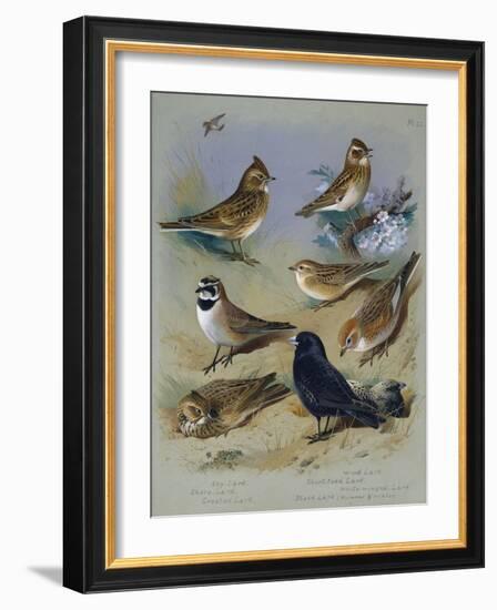 Larks-Archibald Thorburn-Framed Giclee Print