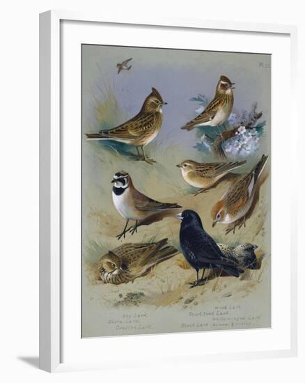 Larks-Archibald Thorburn-Framed Giclee Print