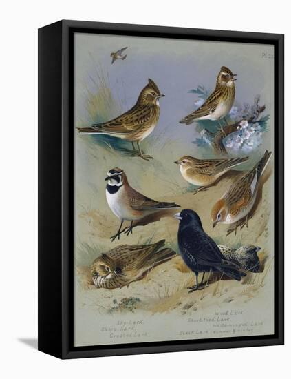 Larks-Archibald Thorburn-Framed Premier Image Canvas