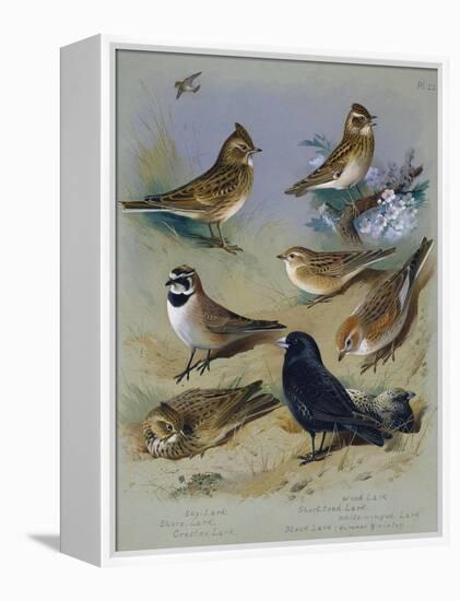 Larks-Archibald Thorburn-Framed Premier Image Canvas