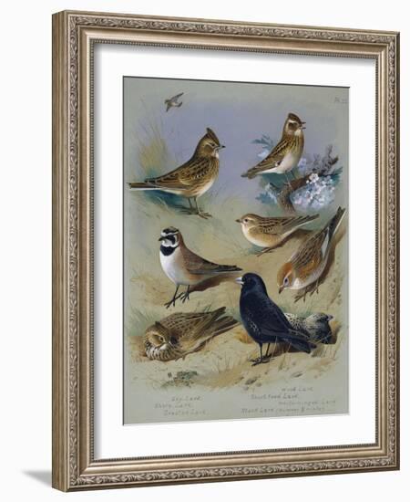 Larks-Archibald Thorburn-Framed Giclee Print